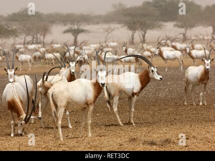 Scimitar - Oryx (Oryx dammah Gehörnten,), Sir Bani Yas Island, Private Game Reserve im Persischen Golf mit über 10000 Steppe Stockfoto