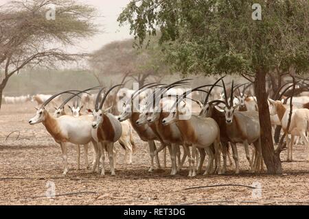 Scimitar - Oryx (Oryx dammah Gehörnten,), Sir Bani Yas Island, Private Game Reserve im Persischen Golf mit über 10000 Steppe Stockfoto