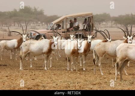 Scimitar - Oryx (Oryx dammah Gehörnten,), Pirschfahrt auf Sir Bani Yas Island, Private Game Reserve im Persischen Golf mit über 10000 Stockfoto