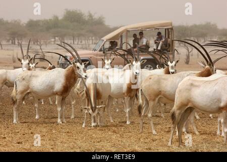 Scimitar - Oryx (Oryx dammah Gehörnten,), Pirschfahrt auf Sir Bani Yas Island, Private Game Reserve im Persischen Golf mit über 10000 Stockfoto