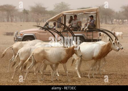 Scimitar - Oryx (Oryx dammah Gehörnten,), Pirschfahrt auf Sir Bani Yas Island, Private Game Reserve im Persischen Golf mit über 10000 Stockfoto