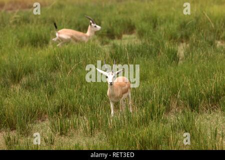 Gazelle, Sir Bani Yas Island, Private Game Reserve im Persischen Golf mit über 10000 steppe Tiere, in der Nähe von Abu Dhabi Stockfoto