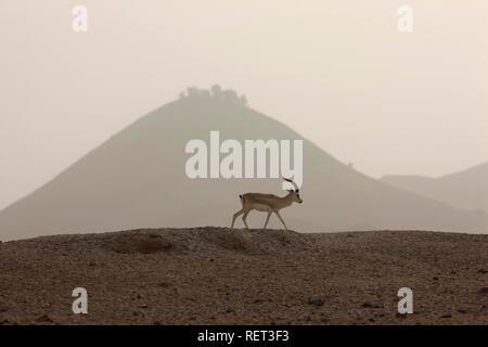 Sand oder Goitreed Gazelle (Gazella subgutturosa), Sir Bani Yas Island, Private Game Reserve im Persischen Golf mit über 10000 Stockfoto