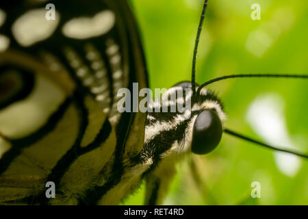 Kalk Schmetterling (Papilio demoleus malayanus) Schmetterling Makro/super Nahaufnahmen mit Augen und Antennen auf konzentrieren. Schönen grünen Hintergrund der Kalk aber Stockfoto