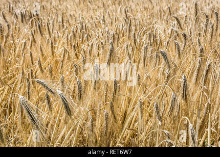 Nahaufnahme der reife Ähren der Gerste in einem Feld unter einem hellen Sonnenlicht in die französische Landschaft. Stockfoto