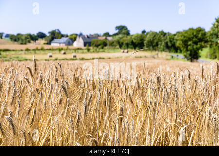 Nahaufnahme der reife Ähren der Gerste in einem Feld unter einem hellen Sonnenlicht in die französische Landschaft mit landwirtschaftlichen Gebäuden in einem verschwommenen Hintergrund. Stockfoto