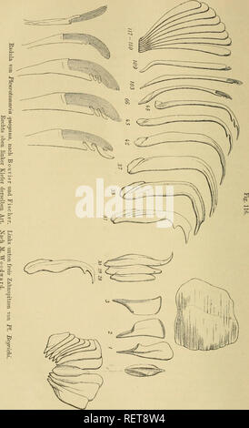 . Dr. H.G. Bronn von Klassen und Ordnungen des Thier-Reichs: wissenschaftlich dargestellt in Wort und Bild. Zoologie. . Bitte beachten Sie, dass diese Bilder sind von der gescannten Seite Bilder, die digital für die Lesbarkeit verbessert haben mögen - Färbung und Aussehen dieser Abbildungen können nicht perfekt dem Original ähneln. extrahiert. Bronn, H. G. (Heinrich Georg), 1800-1862. Leipzig: C.F. Winter Stockfoto