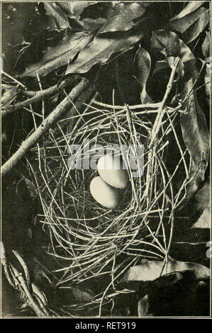 . Die Wwu: offizielles Organ des Australasian Ornithologists' Union. Ornithologie; Vögel. Die Emu, Vol. VIII. Platte XXXVIII.. Bitte beachten Sie, dass diese Bilder sind von der gescannten Seite Bilder, die digital für die Lesbarkeit verbessert haben mögen - Färbung und Aussehen dieser Abbildungen können nicht perfekt dem Original ähneln. extrahiert. Royal Australasian Ornithologists' Union. Melbourne: Royal Australasian Ornithologists Union Stockfoto