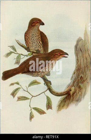 . Die Wwu: offizielles Organ des Australasian Ornithologists' Union. Ornithologie; Vögel. Die Emu, Vol. VIII. Platte XXI.. Tootli-billed liower - liird [Scenopccetes dciitirostris, Kanisay). {Nach Gould-Sharpe.) gestochen von Patterson, SHUGG 4 CO Melbourne und Sydney. Gedruckt von D. W. PATERSON CO. MELBOURNE.. Bitte beachten Sie, dass diese Bilder sind von der gescannten Seite Bilder, die digital für die Lesbarkeit verbessert haben mögen - Färbung und Aussehen dieser Abbildungen können nicht perfekt dem Original ähneln. extrahiert. Royal Australasian Ornithologists' Union. Melbourne: Royal Australas Stockfoto