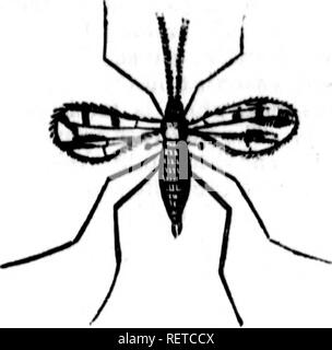 . Essay über die hessische Fliege, Weizen midge und andere Insekten schädlich für das Weizen [microform]. Weizen; Insekten; Blé; Insectes. Wheal Mi &Lt;l&lt;/c Bei mieten, tcUh seine Flügel in (Erbe natürliche Position - mnynificd.. Bitte beachten Sie, dass diese Bilder sind von der gescannten Seite Bilder, die digital für die Lesbarkeit verbessert haben mögen - Färbung und Aussehen dieser Abbildungen können nicht perfekt dem Original ähneln. extrahiert. Hill, George S. J; Vorstand der Landwirtschaft der Oberen Kanada. Toronto: [s. n. ] Stockfoto