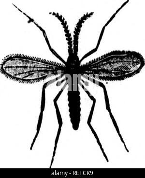 . Essay über die hessische Fliege, Weizen midge und andere Insekten schädlich für das Weizen [microform]. Weizen; Insekten; Blé; Insectes. Hessische fliege, Mücke, AC. 21 ticable und, wenn möglich, Nachbarn sollten sich untereinander arrangieren angrenzenden Felder im gleichen Jahr zu säen. Feed alle Weizen, oder andere Stroh, die in Regalen oder Stifte infiziert sein könnten, oder an engen Stellen, und im April in Brand gesetzt. Alle verweigern Fragmente über den Regalen, und am oder vor dem ersten Mai sorgfältig Brennen Sie all das Stroh, das noch nicht gefüttert wurde. Das Verweigern von Weizen, wie Filmvorführungen, &Amp; C., sollten auch zerstört werden, wie Stockfoto