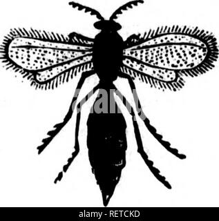 . Essay über die hessische Fliege, Weizen midge und andere Insekten schädlich für das Weizen [microform]. Weizen; Insekten; Blé; Insectes. Zwischenrippe WORM.- {Eurytoma hordci.) Weibliche,- (Mag.) [A] Nat, Größe. Die Verheerungen des gemeinsamen Wurm, nach Harrlf;, In die weizenfelder von Virginia, wurden erstmals im Albemarle County beobachtet, vor etwa zehn Jahren, und haben sich seitdem zu einem alarmierenden Ausmaß in vielen der benachbarten Grafschaften erweitert; der Verlust oft entstehen in Höhe von einem Drittel der Ernte, in einigen Fällen, die Landwirte nicht ernten, was sie gesät haben. Als die Krankheit ist meistens in der Nähe der Unterseite des s angeschlossen Stockfoto