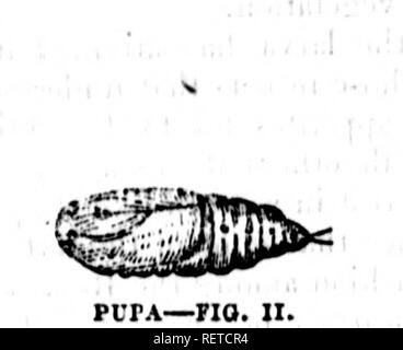 . Essay über die hessische Fliege, Weizen midge und andere Insekten schädlich für das Weizen [microform]. Weizen; Insekten; Blé; Insectes. Ich. ,;! .&Lt;/, J J; OATERriLL. VR-Abb. I.. Bitte beachten Sie, dass diese Bilder sind von der gescannten Seite Bilder, die digital für die Lesbarkeit verbessert haben mögen - Färbung und Aussehen dieser Abbildungen können nicht perfekt dem Original ähneln. extrahiert. Hill, George S. J; Vorstand der Landwirtschaft der Oberen Kanada. Toronto: [s. n. ] Stockfoto