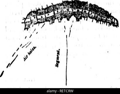 . Essay über die hessische Fliege, Weizen midge und andere Insekten schädlich für das Weizen [microform]. Weizen; Insekten; Blé; Insectes. Zerstörerische Insekten. 8 Es wird Bo auch die thoroforo namci der Aufträge, unter denen verschiedene inscctH claued kann Bo zu geben, bevor Sie nicht die Natur, Gewohnheiten zu berücksichtigen, und die Wirtschaft der thono, die Gegenstand dieser Abhandlung zu bilden. Dieses Thema ist particularlj wichtig für alle Personen, die^ sind in der landwirtschaftlichen Aktivitäten interessiert. Die arrav der wissenschaftlichen Namen und Begriffe, die sie aufwirft, scheinen gewaltig, aber die wenigen, die in der Behandlung von o benötigt Bo Stockfoto