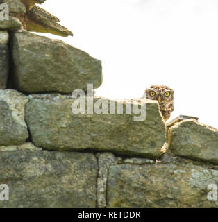 Eine kleine Eule (UK) blickt auf eine Lücke in einem trockenen Steinmauer. Stockfoto