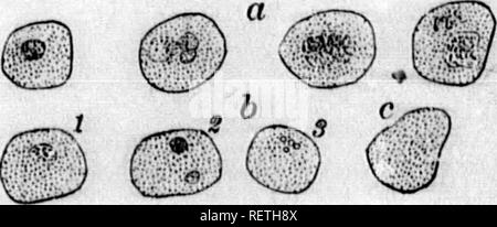 . Ein Lehrbuch der Tierphysiologie [microform]: Mit einführenden Kapiteln über die allgemeine Biologie und eine vollständige Behandlung der Reproduktion, für Studierende der Human- und Vergleichende (Veterinärwesen) Medizin und der allgemeinen Biologie. Physiologie, Vergleichende ; tierärztliche Physiologie; Physiologie; Physiologie comparée vétérinaire. c# © O ig Fio. 148.. D'la. ISO. Fio. 149.. Bitte beachten Sie, dass diese Bilder sind von der gescannten Seite Bilder, die digital für die Lesbarkeit verbessert haben mögen - Färbung und Aussehen dieser Abbildungen können nicht perfekt dem Original ähneln. extrahiert. Mühlen, Wesley, 1847-191 Stockfoto