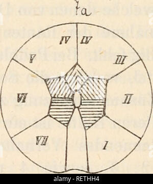 . Dr. H.G. Bronn von Klassen und Ordnungen des Thier-Reichs: wissenschaftlich dargestellt in Wort und Bild. Zoologie. . Bitte beachten Sie, dass diese Bilder sind von der gescannten Seite Bilder, die digital für die Lesbarkeit verbessert haben mögen - Färbung und Aussehen dieser Abbildungen können nicht perfekt dem Original ähneln. extrahiert. Bronn, H. G. (Heinrich Georg), 1800-1862. Leipzig: C.F. Winter Stockfoto