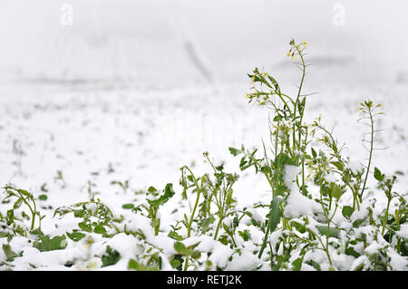 Kleine Blumen in einer verschneiten Winterlandschaft von jziprian Stockfoto