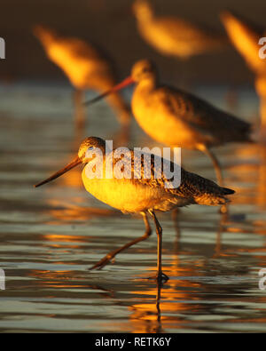 Eine Herde aus Marmoriertem Godwits treten in den Pazifischen Ozean. Stockfoto