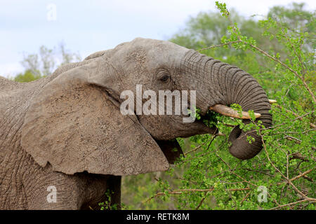 Afrikanischer Elefant, erwachsene Fütterung Portrait, Sabi Sand Game Reserve, Krüger Nationalpark, Südafrika, Afrika, (Loxodonta africana) Stockfoto