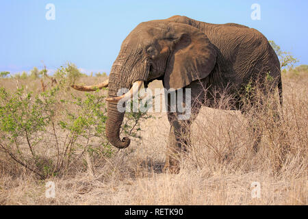 Afrikanischer Elefant, erwachsenen männlichen,, Sabi Sand Game Reserve, Krüger Nationalpark, Südafrika, Afrika, (Loxodonta africana) Stockfoto