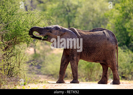 Afrikanischer Elefant, erwachsenes Weibchen füttern, Sabi Sand Game Reserve, Krüger Nationalpark, Südafrika, Afrika, (Loxodonta africana) Stockfoto