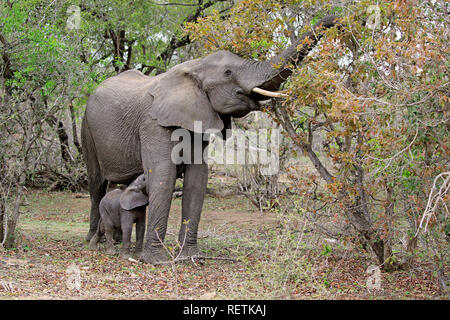 Afrikanischer Elefant, erwachsenes Weibchen mit Jungen füttern, Sabi Sand Game Reserve, Krüger Nationalpark, Südafrika, Afrika, (Loxodonta africana) Stockfoto