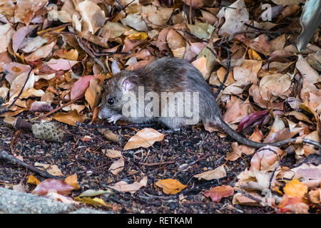 In der Nähe von Kalifornien Maus (peromyscus Californicus) in einem öffentlichen Park, auf der Suche nach Essen nur ein gepflasterter Weg, San Francisco Bay Area, Kalifornien Stockfoto
