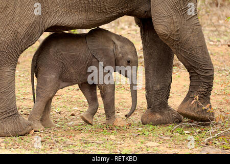 Afrikanischer Elefant, erwachsenes Weibchen mit Jungen, Sabi Sand Game Reserve, Krüger Nationalpark, Südafrika, Afrika, (Loxodonta africana) Stockfoto