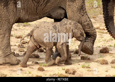 Afrikanischer Elefant, erwachsenes Weibchen mit Jungen, Sabi Sand Game Reserve, Krüger Nationalpark, Südafrika, Afrika, (Loxodonta africana) Stockfoto