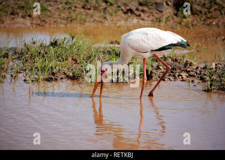 Yellow-Billed Stork, Krüger Nationalpark, Südafrika, Afrika, (mycteria Ibis) Stockfoto