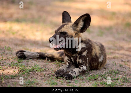 Afrikanischer Wildhund, Sabi Sand Game Reserve, Krüger Nationalpark, Südafrika, Afrika, (Lycaon pictus) Stockfoto