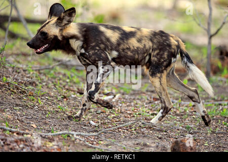 Afrikanischer Wildhund, Sabi Sand Game Reserve, Krüger Nationalpark, Südafrika, Afrika, (Lycaon pictus) Stockfoto