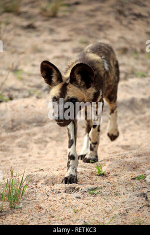 Afrikanischer Wildhund, Sabi Sand Game Reserve, Krüger Nationalpark, Südafrika, Afrika, (Lycaon pictus) Stockfoto