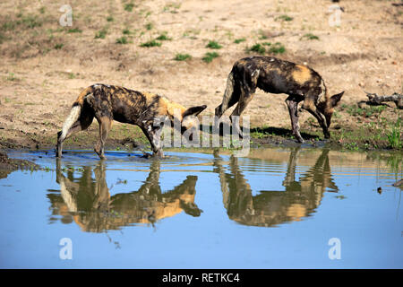 Afrikanische Wildhunde, Sabi Sand Game Reserve, Krüger Nationalpark, Südafrika, Afrika, (Lycaon pictus) Stockfoto