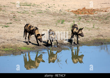 Afrikanische Wildhunde, Sabi Sand Game Reserve, Krüger Nationalpark, Südafrika, Afrika, (Lycaon pictus) Stockfoto