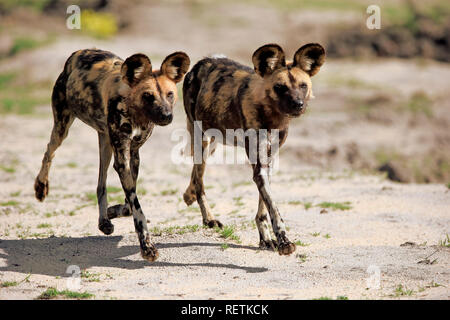 Afrikanische Wildhunde, Sabi Sand Game Reserve, Krüger Nationalpark, Südafrika, Afrika, (Lycaon pictus) Stockfoto