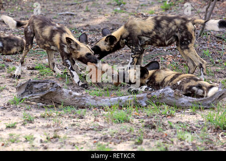 Afrikanischer Wildhund, Gruppe der Erwachsenen Einzug in Prey, Sabi Sand Game Reserve, Krüger Nationalpark, Südafrika, Afrika, (Lycaon pictus) Stockfoto