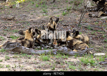 Afrikanischer Wildhund, Gruppe der Erwachsenen Einzug in Prey, Sabi Sand Game Reserve, Krüger Nationalpark, Südafrika, Afrika, (Lycaon pictus) Stockfoto