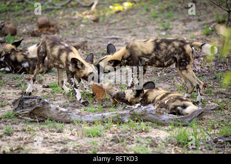 Afrikanischer Wildhund, Gruppe der Erwachsenen Einzug in Prey, Sabi Sand Game Reserve, Krüger Nationalpark, Südafrika, Afrika, (Lycaon pictus) Stockfoto