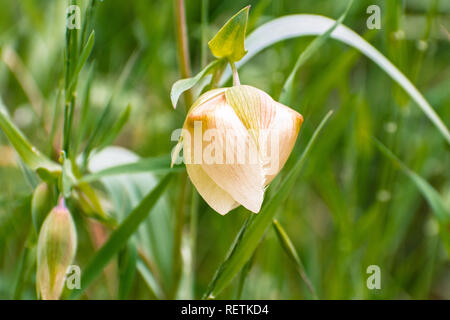 Close up pf Fairy Laterne (Calochortus albus) Wildblumen blühen auf den Hügeln von San Francisco Bay Area, Kalifornien Stockfoto