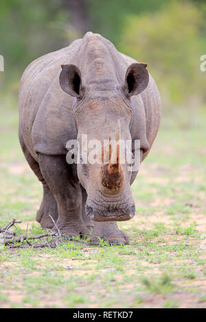 Weißes Nashorn, Sabi Sand Game Reserve, Krüger Nationalpark, Südafrika, Afrika, (Rhinocerotidae)) Stockfoto