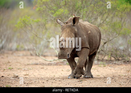 Weißes Nashorn, Sabi Sand Game Reserve, Krüger Nationalpark, Südafrika, Afrika, (Rhinocerotidae)) Stockfoto