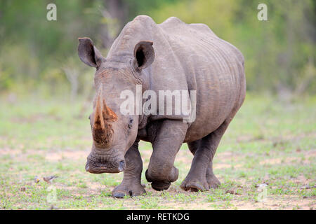 Weißes Nashorn, Sabi Sand Game Reserve, Krüger Nationalpark, Südafrika, Afrika, (Rhinocerotidae)) Stockfoto