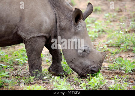 Weißes Nashorn, Sabi Sand Game Reserve, Krüger Nationalpark, Südafrika, Afrika, (Rhinocerotidae)) Stockfoto