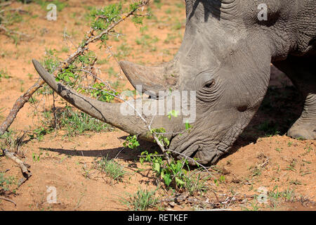 Weißes Nashorn, Sabi Sand Game Reserve, Krüger Nationalpark, Südafrika, Afrika, (Rhinocerotidae)) Stockfoto