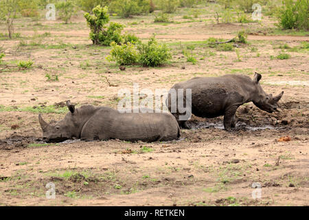 Weißes Nashorn, Sabi Sand Game Reserve, Krüger Nationalpark, Südafrika, Afrika, (Rhinocerotidae)) Stockfoto