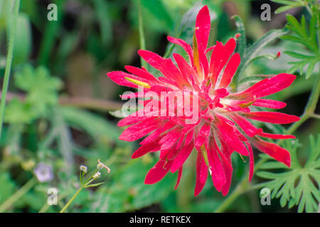 Nahaufnahme von Indian Paintbrush (Caldas) wildflower, Alameda County, San Francisco Bay Area, Kalifornien Stockfoto