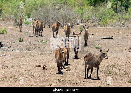 Gemeinsame Wasserbock, Krüger Nationalpark, Südafrika, Afrika, (Kobus ellipsiprymnus) Stockfoto