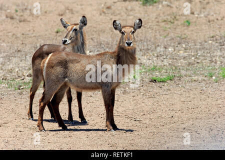 Gemeinsame Wasserbock, Krüger Nationalpark, Südafrika, Afrika, (Kobus ellipsiprymnus) Stockfoto